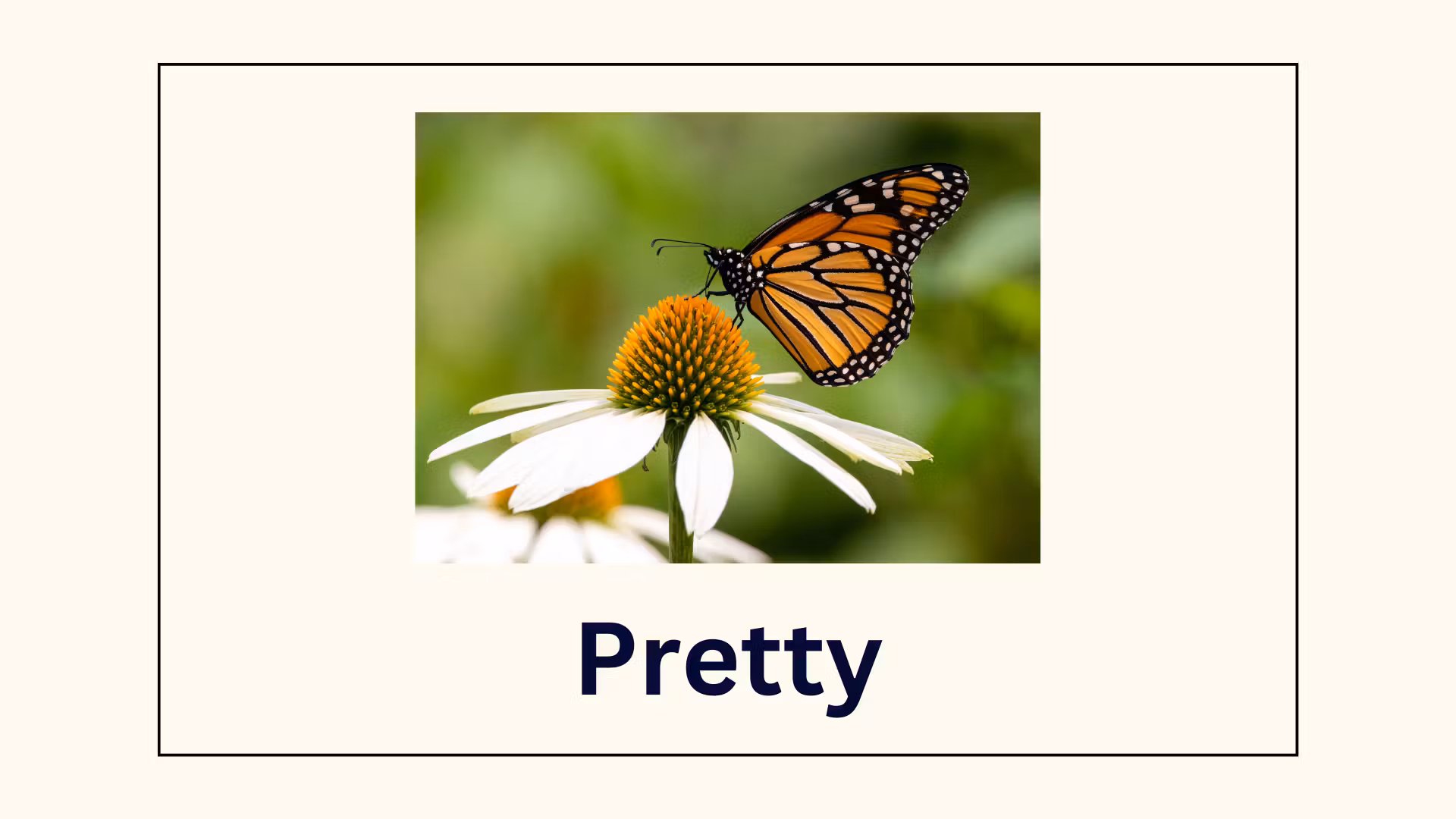 Adjectives Starting with P Flashcards