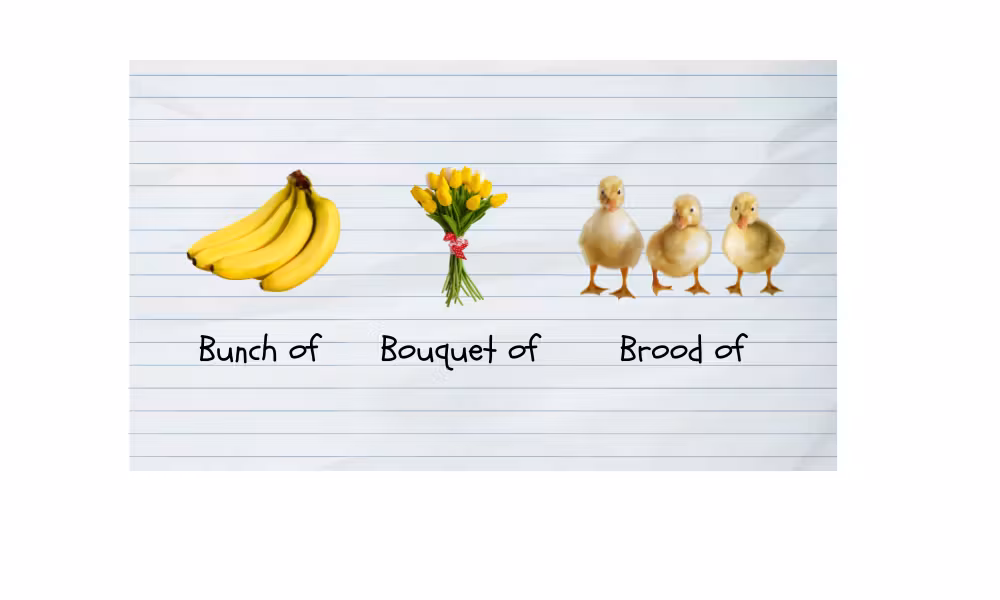 Collective Noun Examples