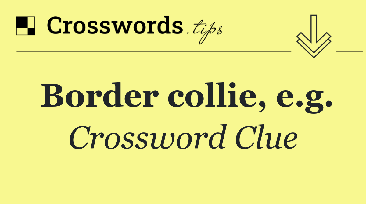 Border collie, e.g.